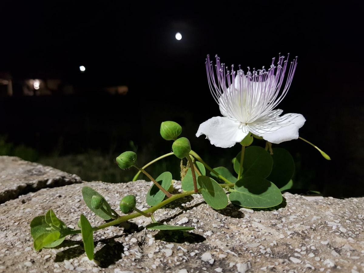 Casa Mirella Appartement Favignana Buitenkant foto
